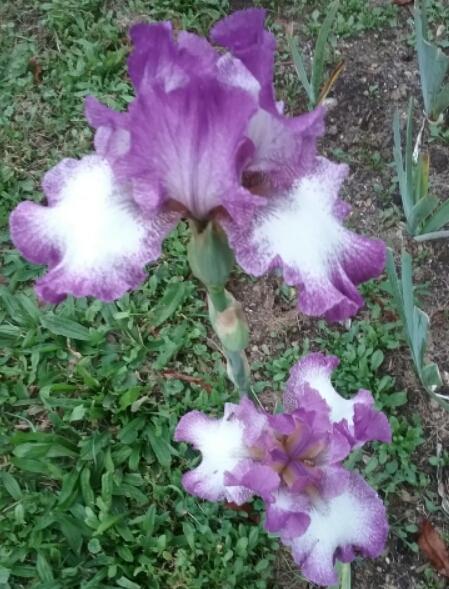 Photo of Tall Bearded Iris (Iris 'Mariposa Autumn') uploaded by Tiff2884