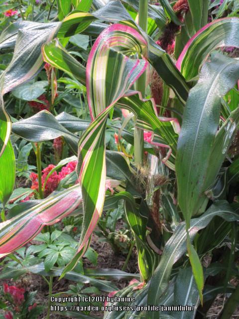 Photo of Flint Corn (Zea mays subsp. mays 'Japonica Striped') uploaded by janinilulu