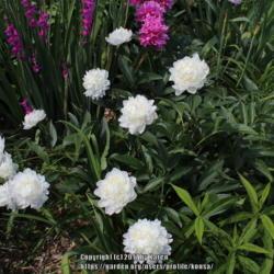 Location: My Garden in PA
Date: 2017-06-02
A very nice white peony.