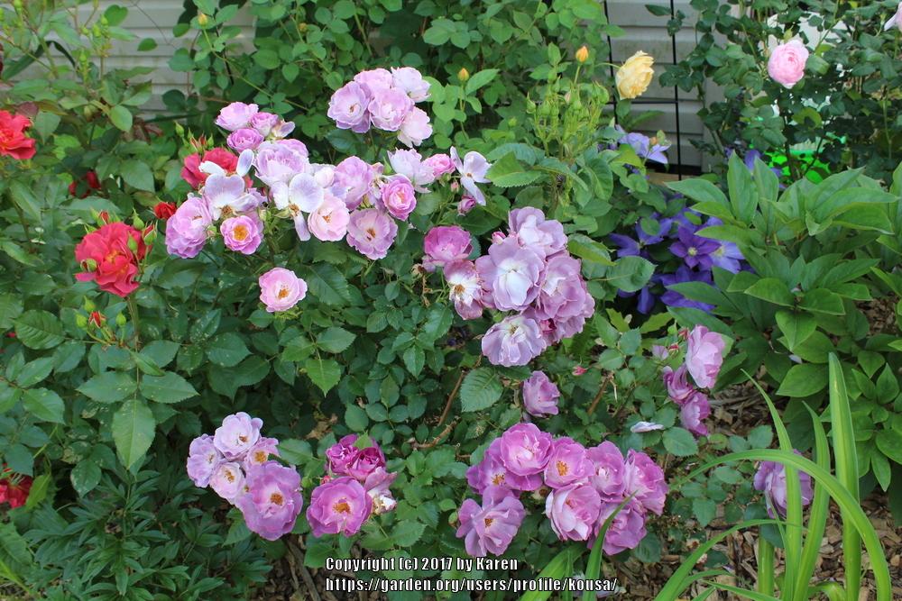 Photo of Floribunda Rose (Rosa 'Blue for You') uploaded by kousa