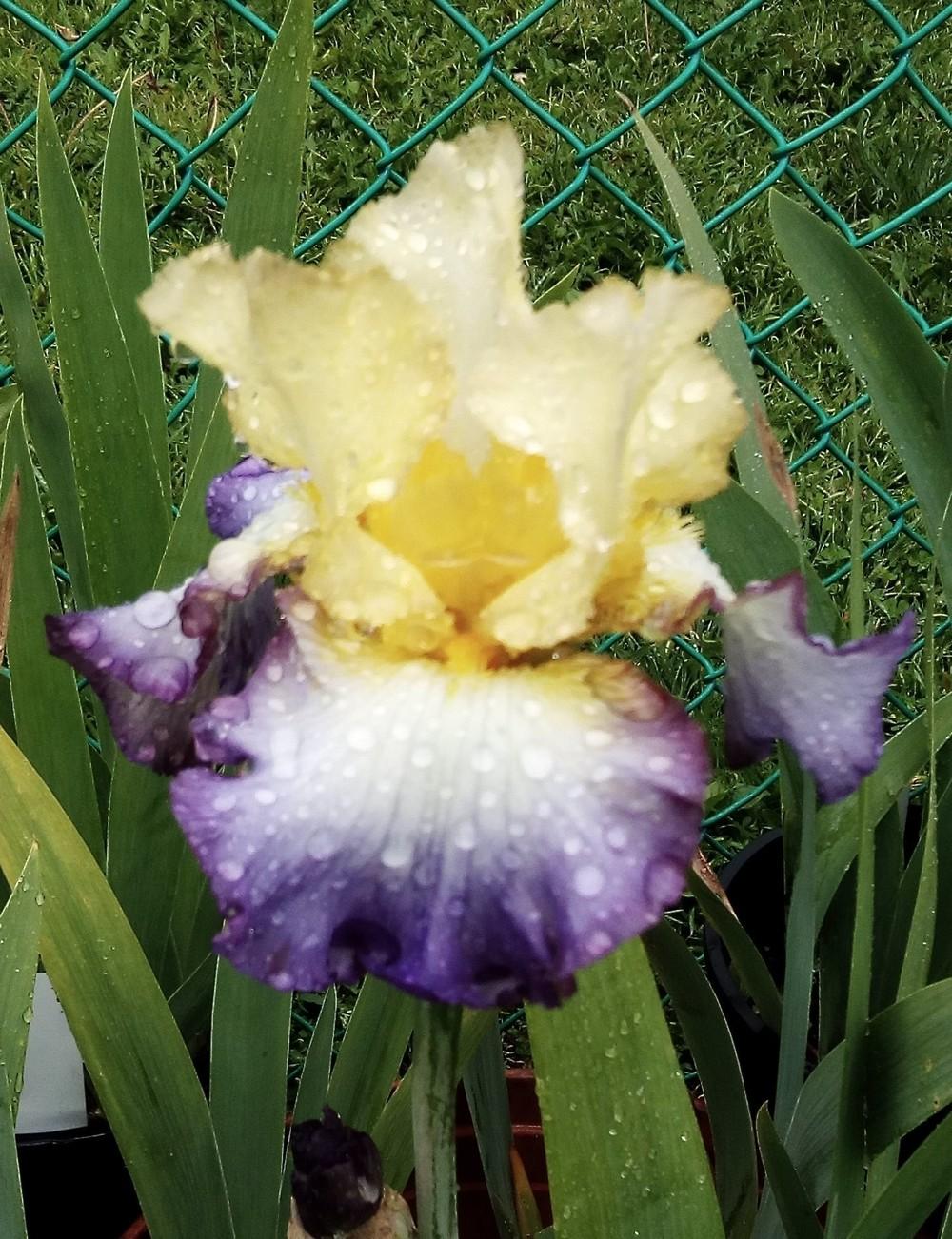 Photo of Tall Bearded Iris (Iris 'Designer's Art') uploaded by Greeneyedmonster