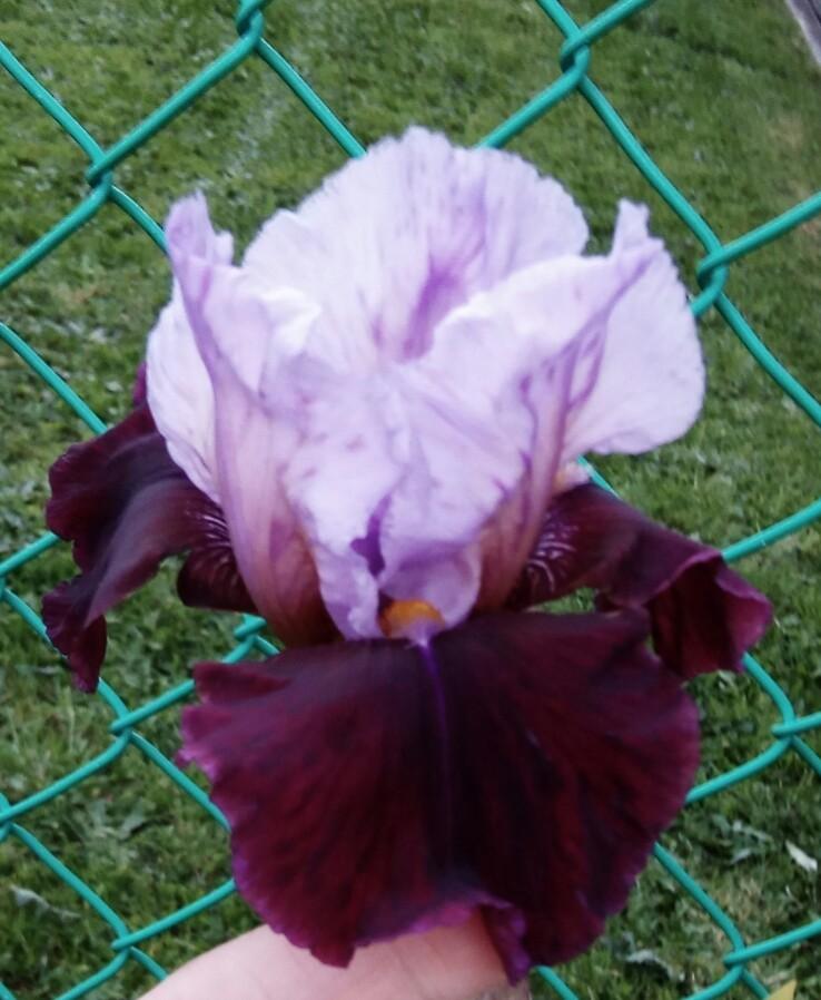 Photo of Tall Bearded Iris (Iris 'Lilac Wine') uploaded by Greeneyedmonster