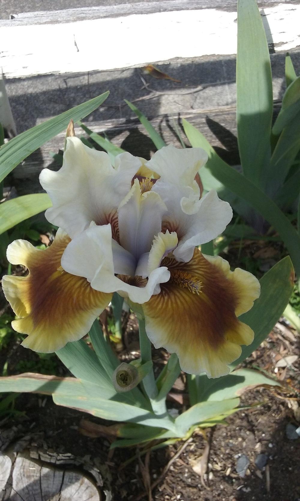 Photo of Intermediate Bearded Iris (Iris 'Party Boy') uploaded by gwhizz