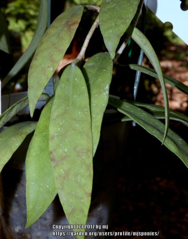 Photo of Wax Plant (Hoya scortechinii) uploaded by mjsponies