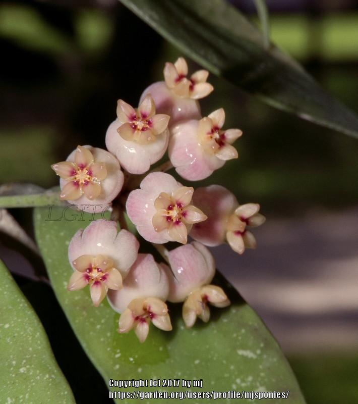 Photo of Wax Plant (Hoya scortechinii) uploaded by mjsponies