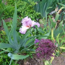 Location: Iris garden - full sun
Date: 2016-06-05