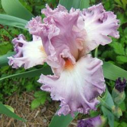 Location: Iris garden - full sun
Date: 2016-06-05
First bloom