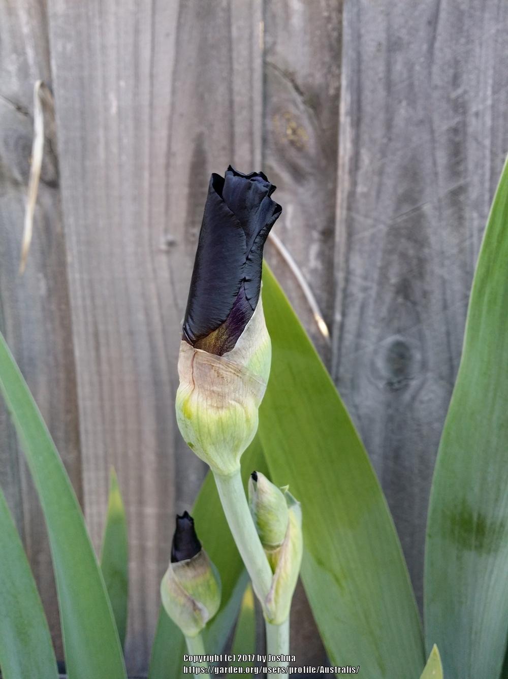Photo of Tall Bearded Iris (Iris 'Thunderstick') uploaded by Australis
