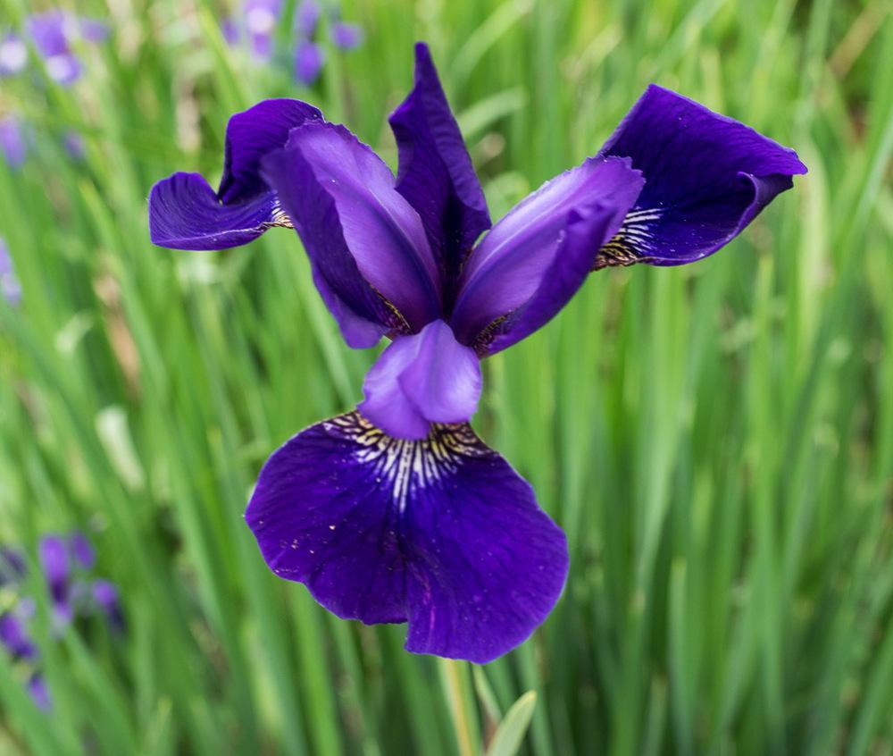 Photo of Siberian Iris (Iris 'Caesar's Brother') uploaded by frankrichards16