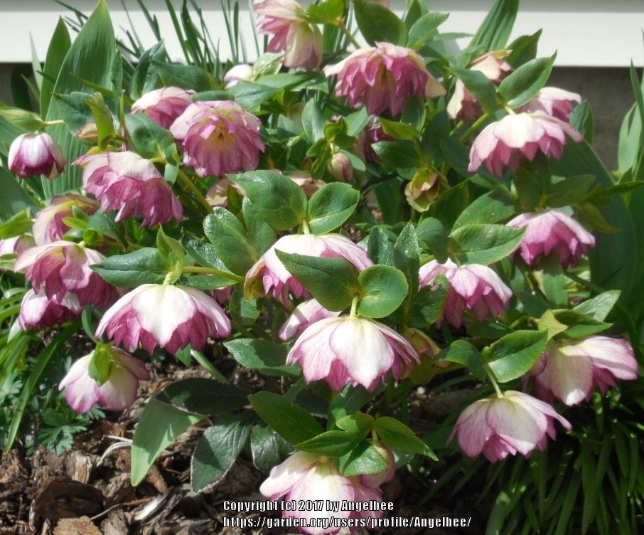 Photo of Double Hellebore (Helleborus Winter Jewels™ Peppermint Ice) uploaded by Angelbee