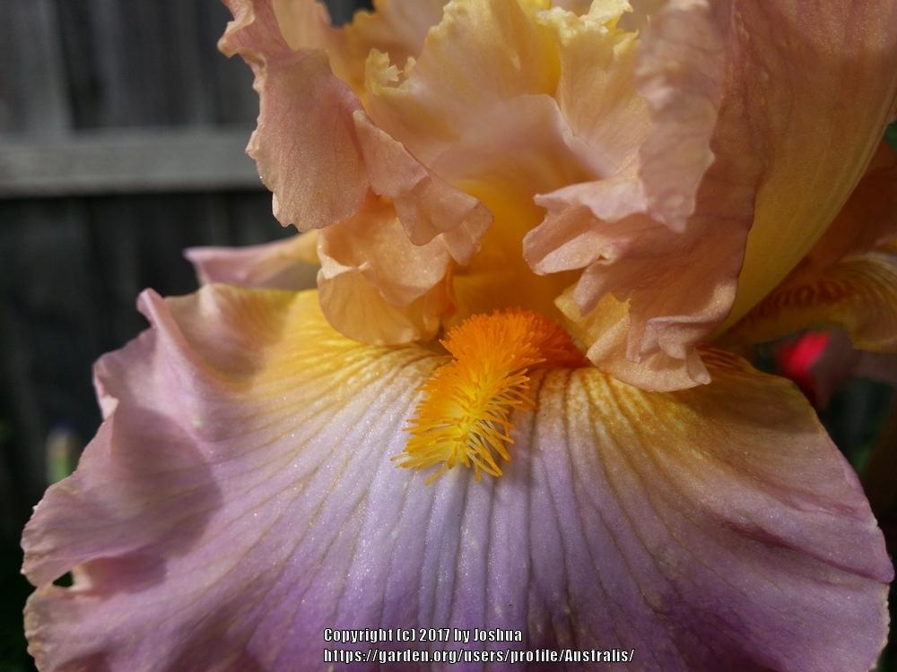 Photo of Tall Bearded Iris (Iris 'Honey Pie') uploaded by Australis