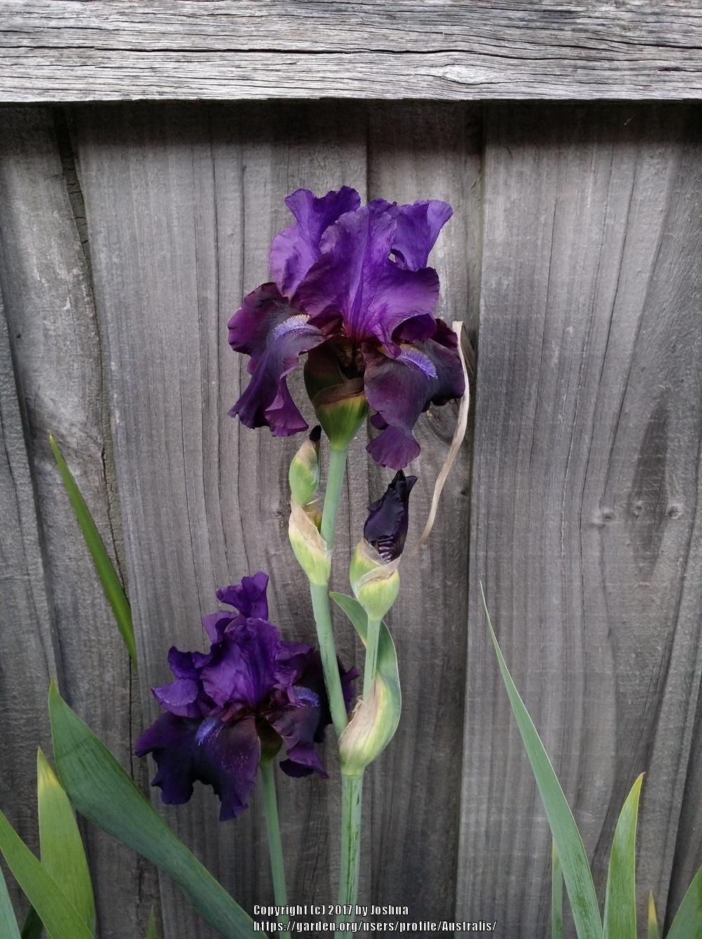 Photo of Tall Bearded Iris (Iris 'Thunderstick') uploaded by Australis