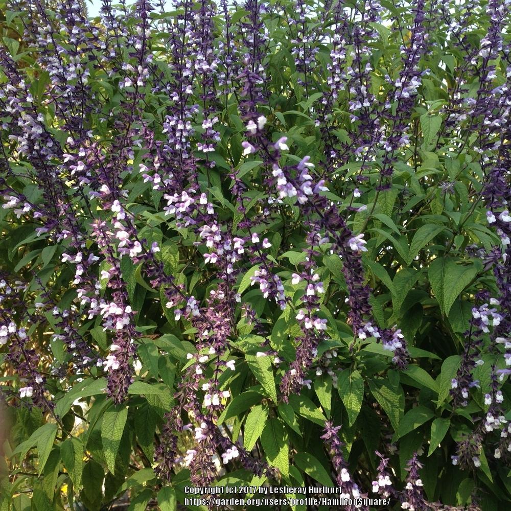Photo of Sage (Salvia 'Phyllis Fancy') uploaded by HamiltonSquare