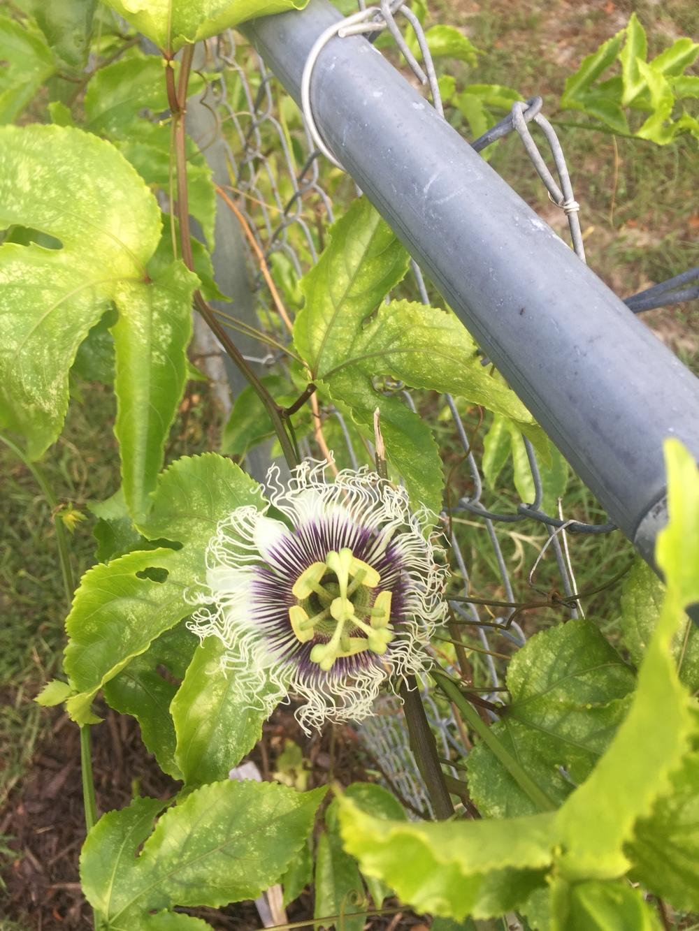 Photo of Passion Flower (Passiflora edulis) uploaded by P0kket