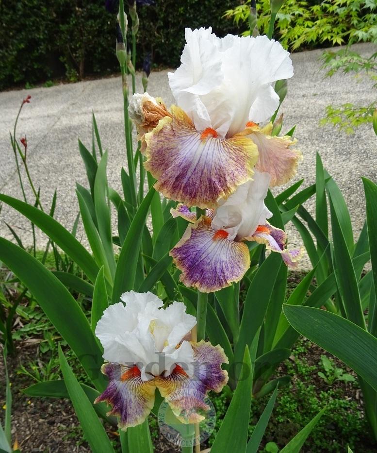 Photo of Tall Bearded Iris (Iris 'Colours of the Wind') uploaded by Totally_Amazing