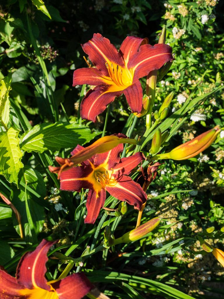 Photo of Daylily (Hemerocallis 'Autumn Red') uploaded by frankrichards16