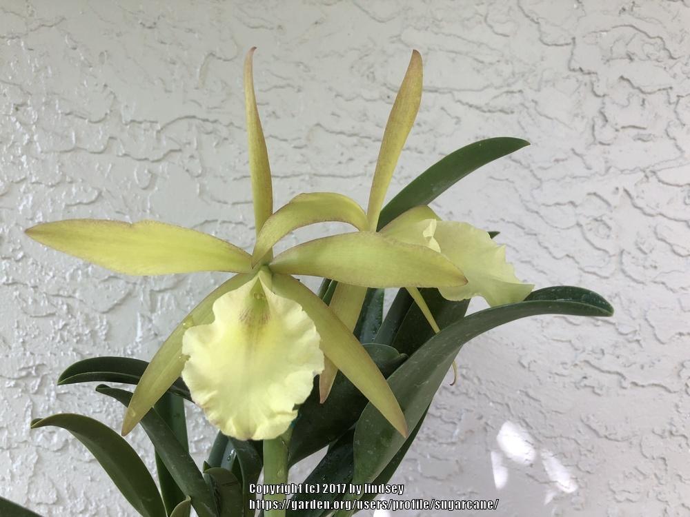 Photo of Orchid (Rhynchobrassoleya Sherrie Styles 'Son Shine') uploaded by sugarcane