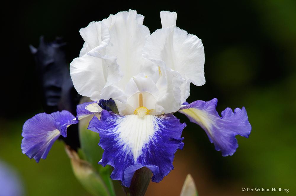 Photo of Tall Bearded Iris (Iris 'Can't Touch This') uploaded by William