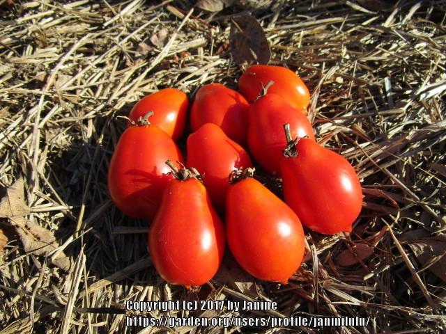 Photo of Tomato (Solanum lycopersicum 'Vilms') uploaded by janinilulu