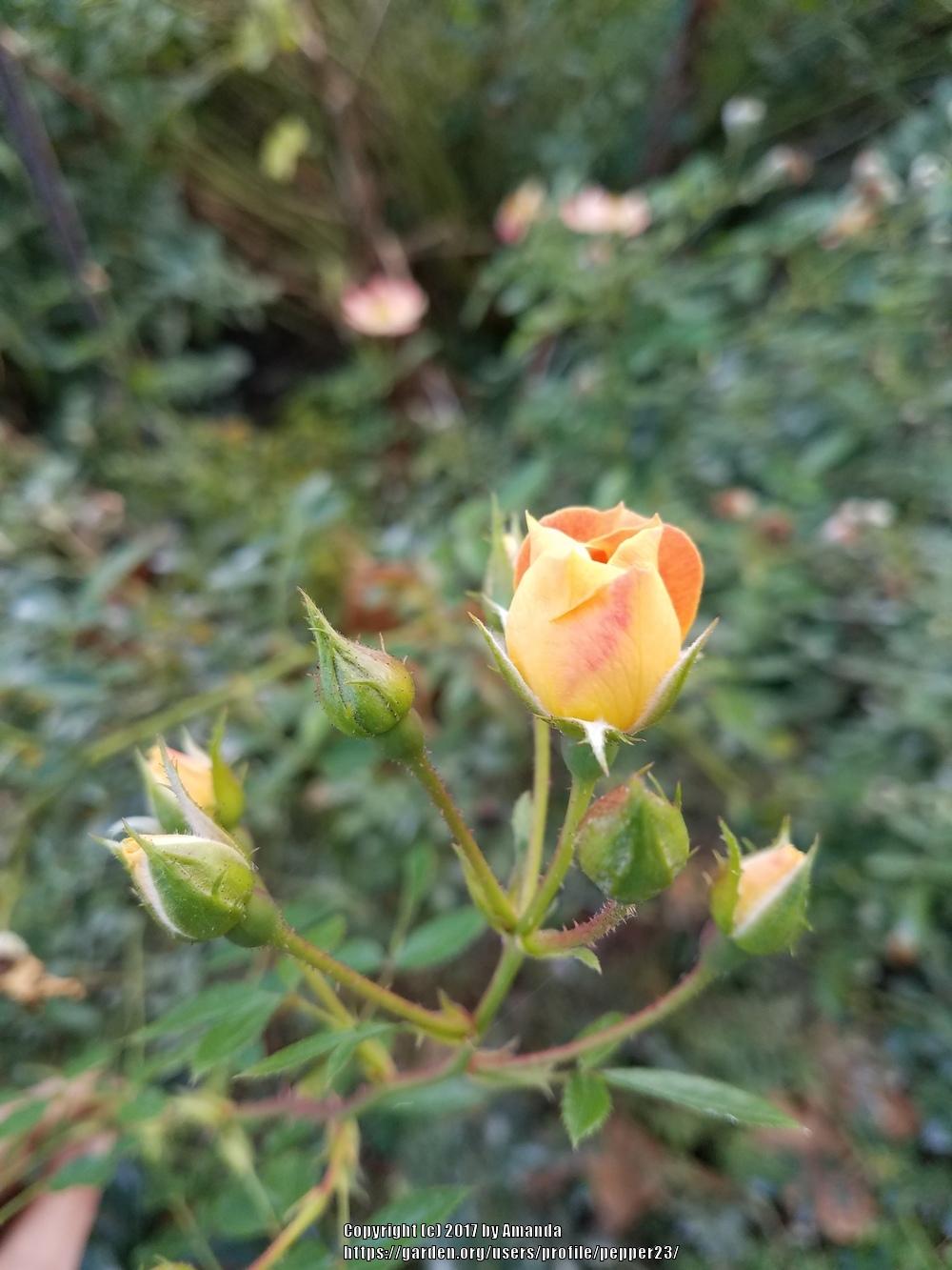 Photo of Rose (Rosa 'Paprika 1991') uploaded by pepper23