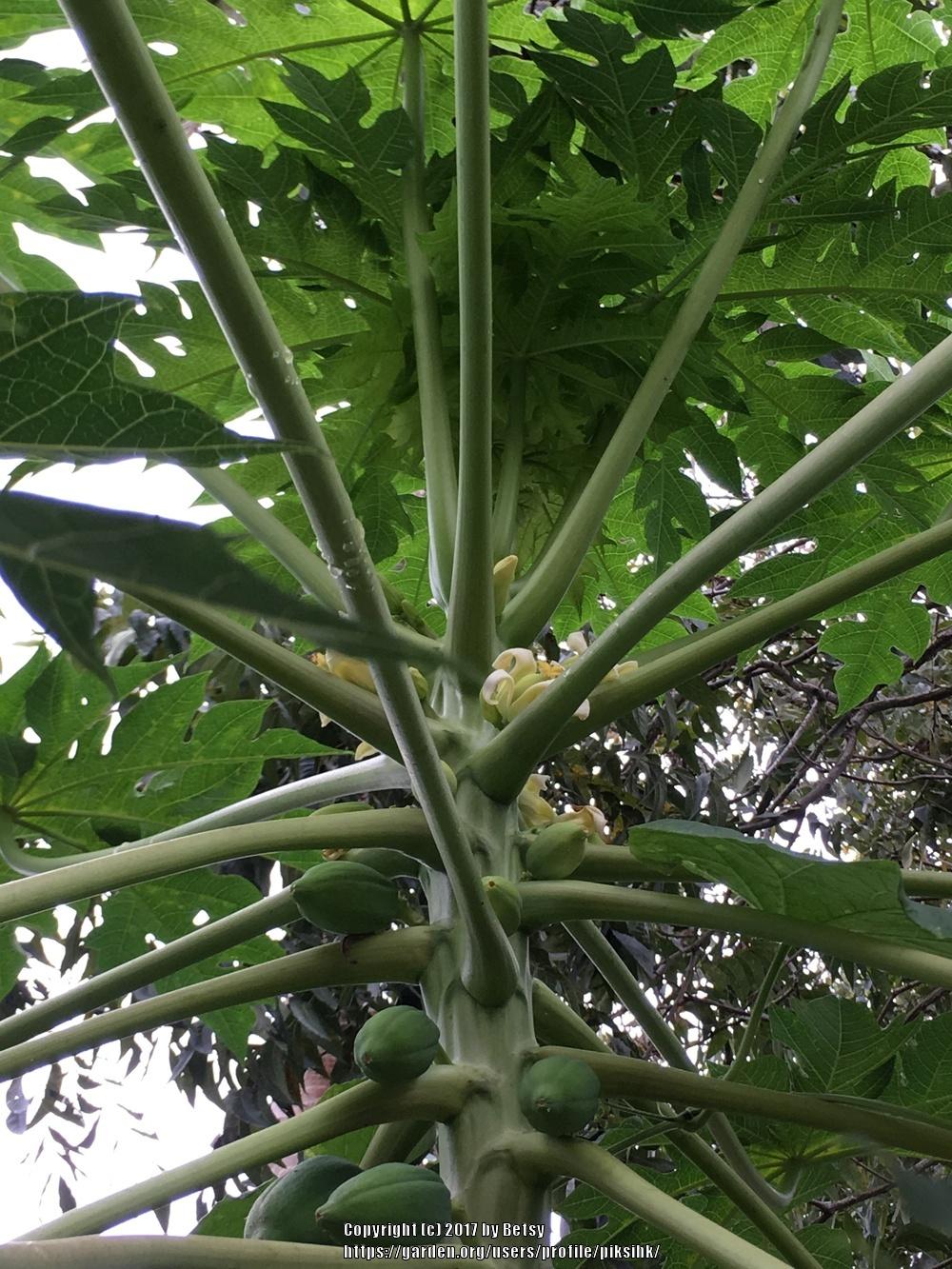 Photo of Papaya (Carica papaya) uploaded by piksihk