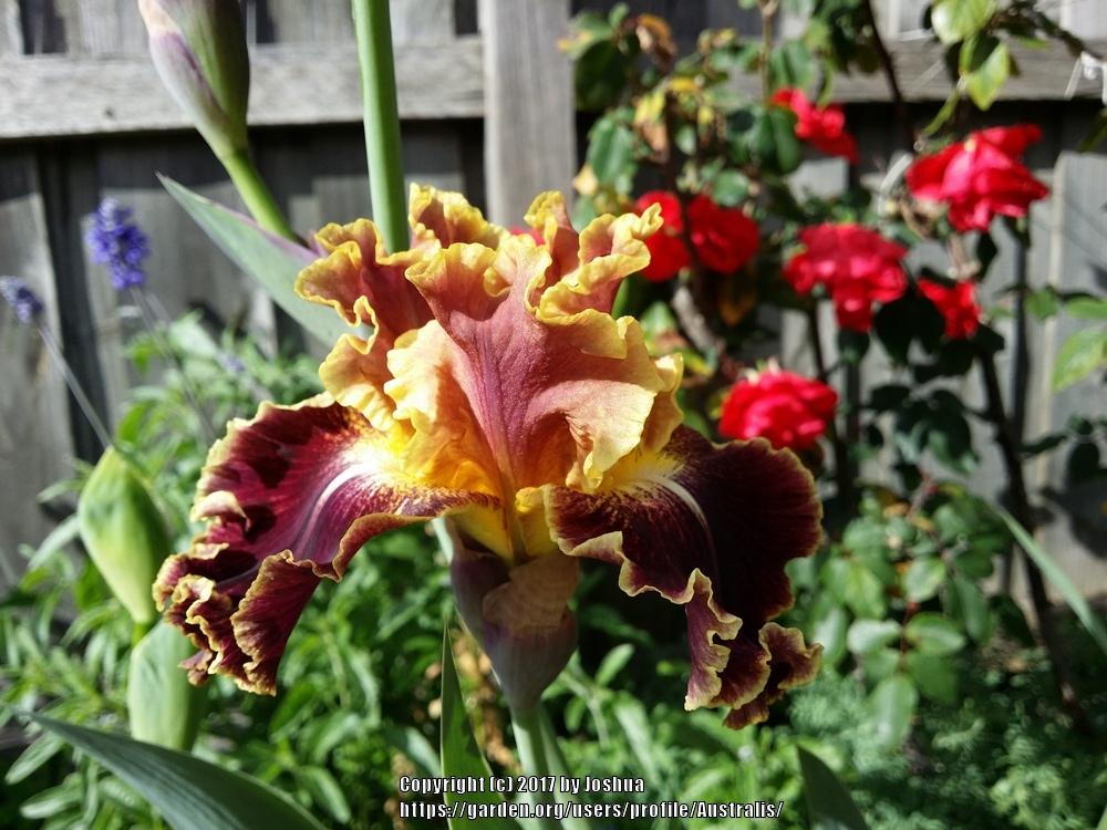 Photo of Tall Bearded Iris (Iris 'Volcanic Glow') uploaded by Australis