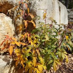 Location: Van Buren, MO
Date: 2017-10-21
Best Fall color of my 9 varieties of Hardy Hibiscus.