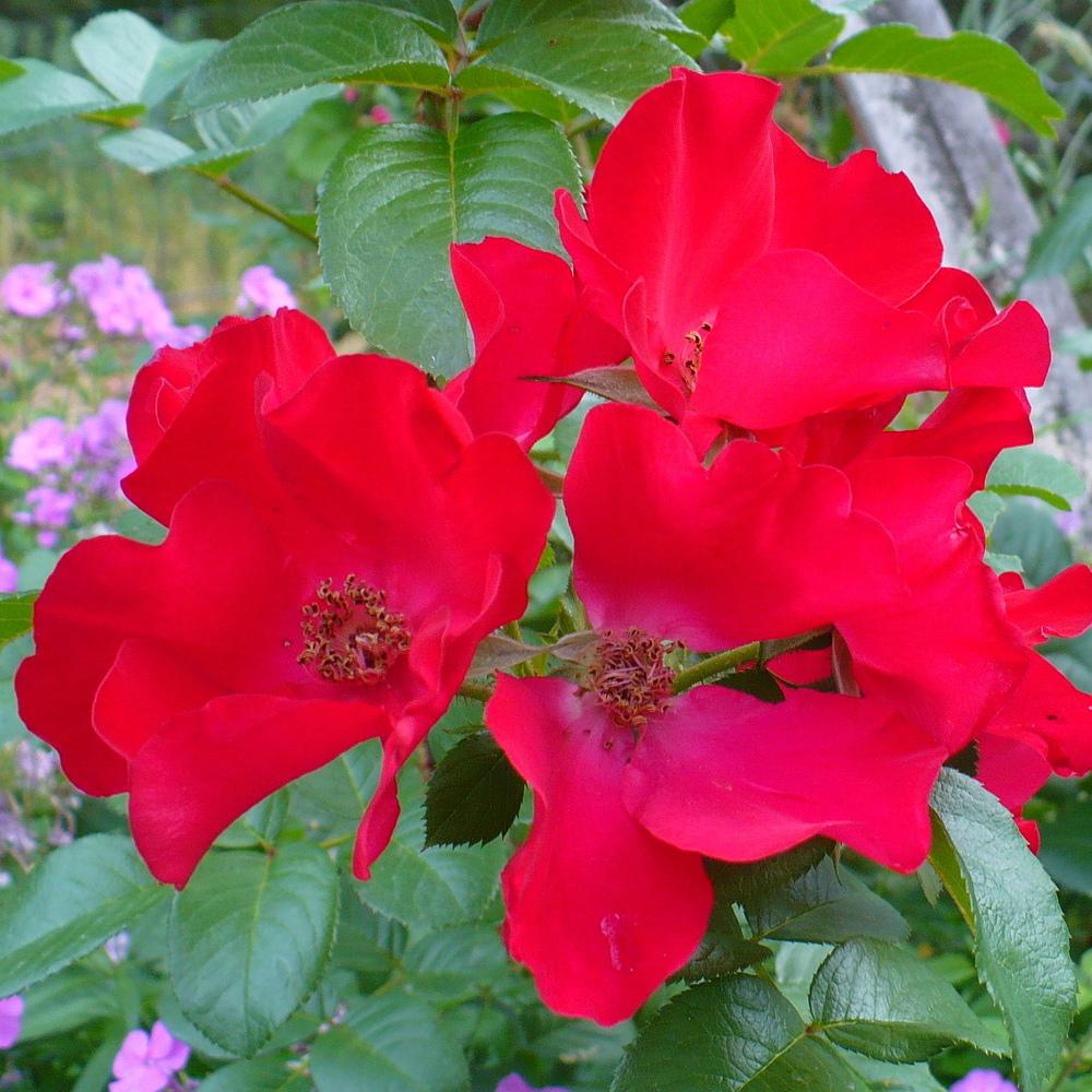 Photo of Rose (Rosa 'Robusta') uploaded by HemNorth