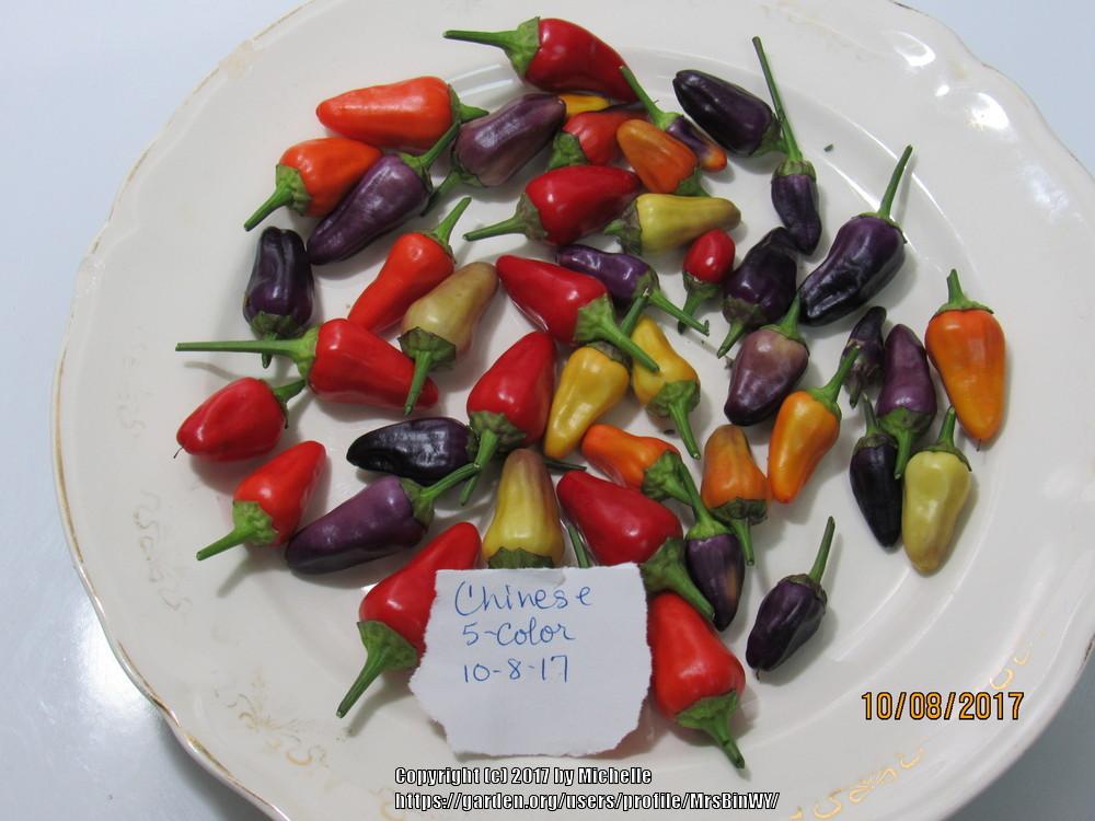 Photo of Ornamental Pepper (Capsicum annuum 'Chinese Five Color') uploaded by MrsBinWY