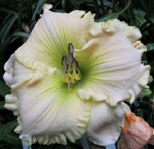 Photo of Daylily (Hemerocallis 'Green Mystique') uploaded by Sscape