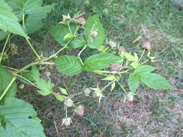Photo of Raspberry (Rubus idaeus) uploaded by gngrbluiz