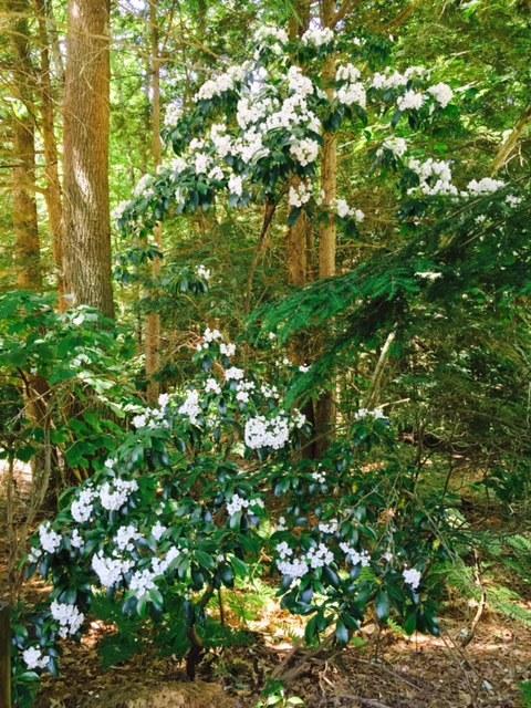 Photo of Mountain Laurel (Kalmia latifolia) uploaded by gngrbluiz