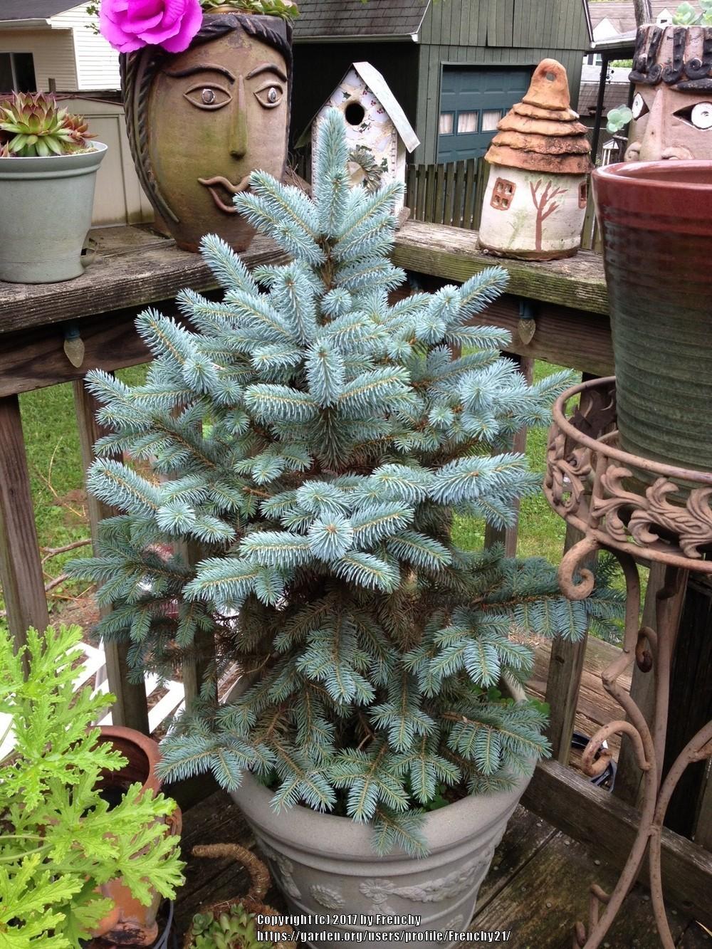 Photo of Colorado Blue Spruce (Picea pungens) uploaded by Frenchy21