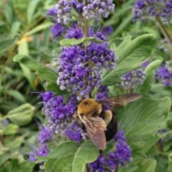 Location: Merrifield Garden Center, Falls Church, VA
Date: 2017-09-10
A real bee magnet