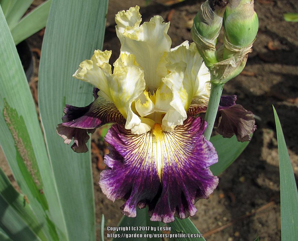 Photo of Tall Bearded Iris (Iris 'Cold Fusion') uploaded by Lestv