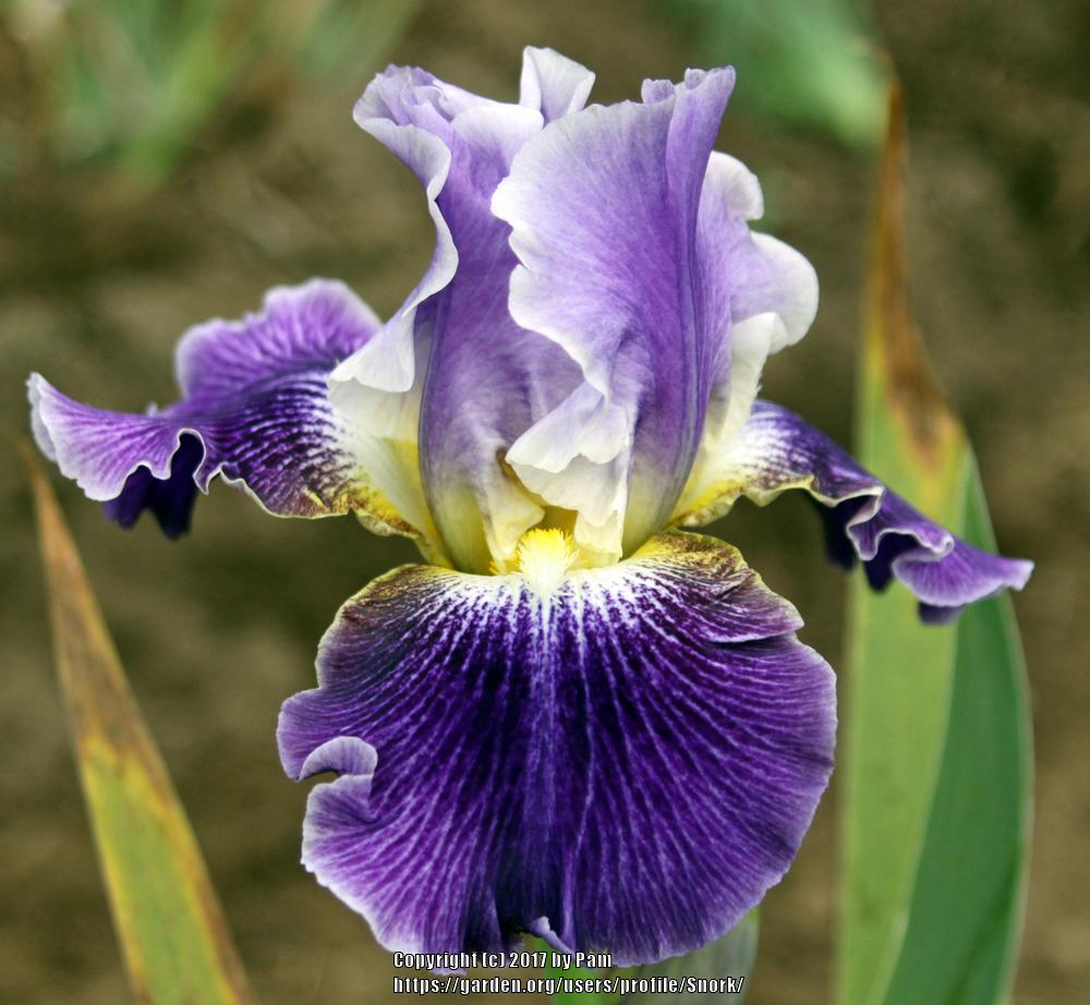 Photo of Tall Bearded Iris (Iris 'I I Stutter') uploaded by Snork