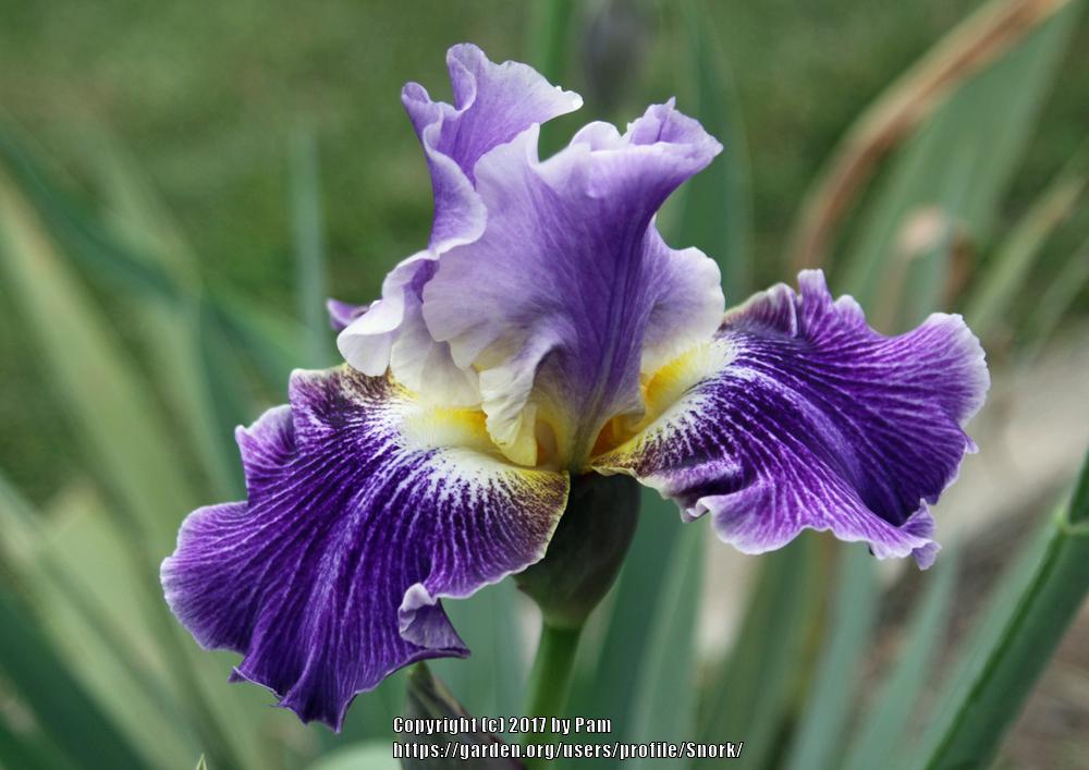 Photo of Tall Bearded Iris (Iris 'I I Stutter') uploaded by Snork