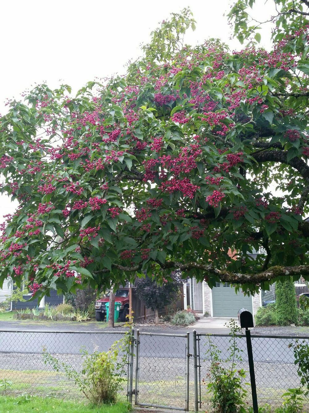 Photo of Peanut Butter Shrub (Clerodendrum trichotomum) uploaded by TiaLee