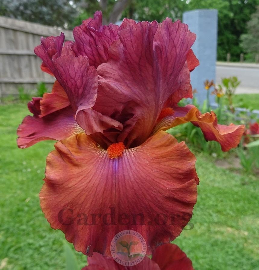Photo of Tall Bearded Iris (Iris 'Popstar') uploaded by Totally_Amazing