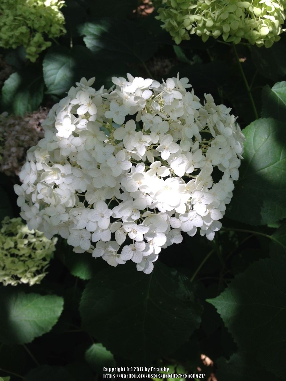 Photo of Smooth Hydrangea (Hydrangea arborescens 'Annabelle') uploaded by Frenchy21