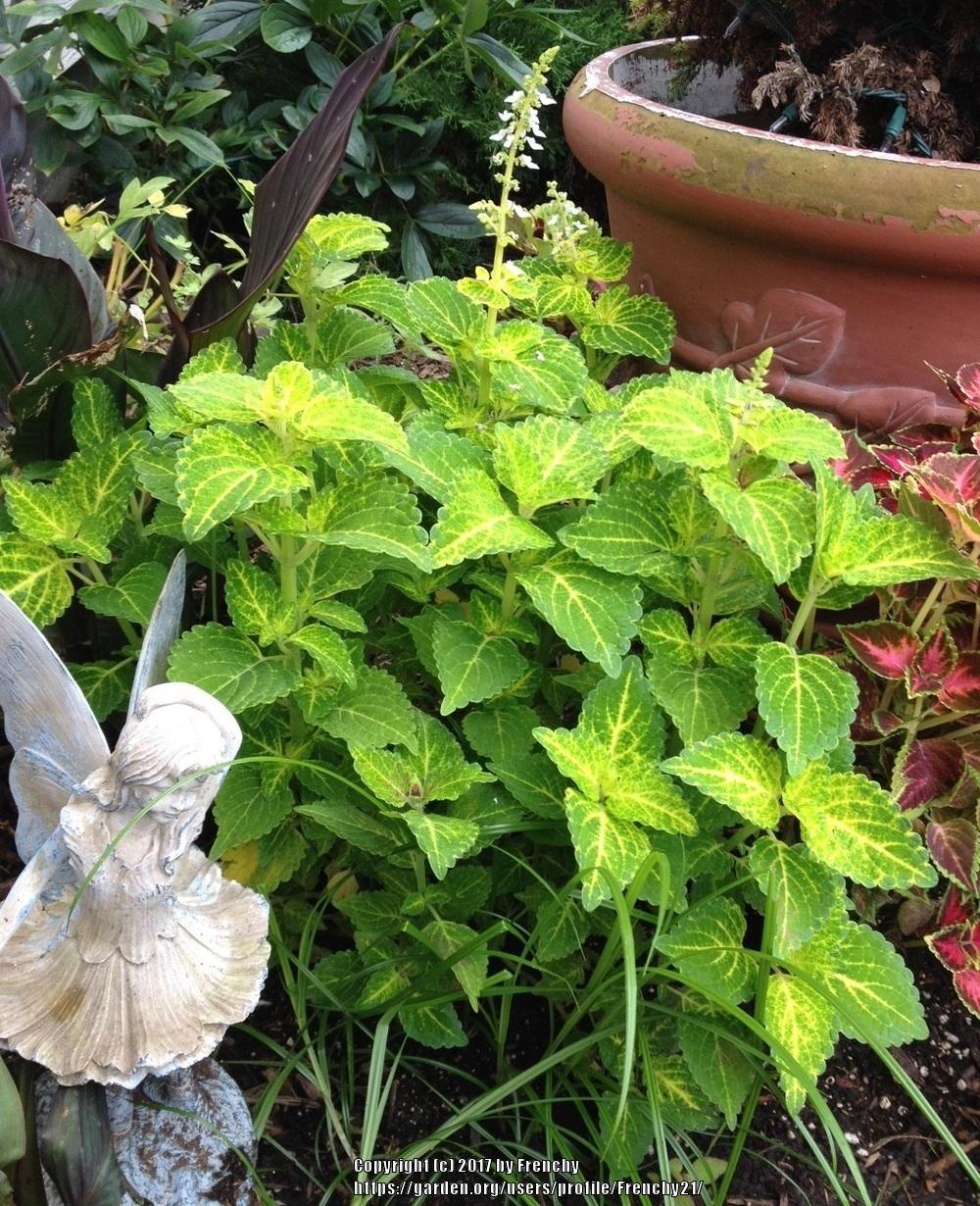 Photo of Coleus (Coleus scutellarioides Electric Lime®) uploaded by Frenchy21