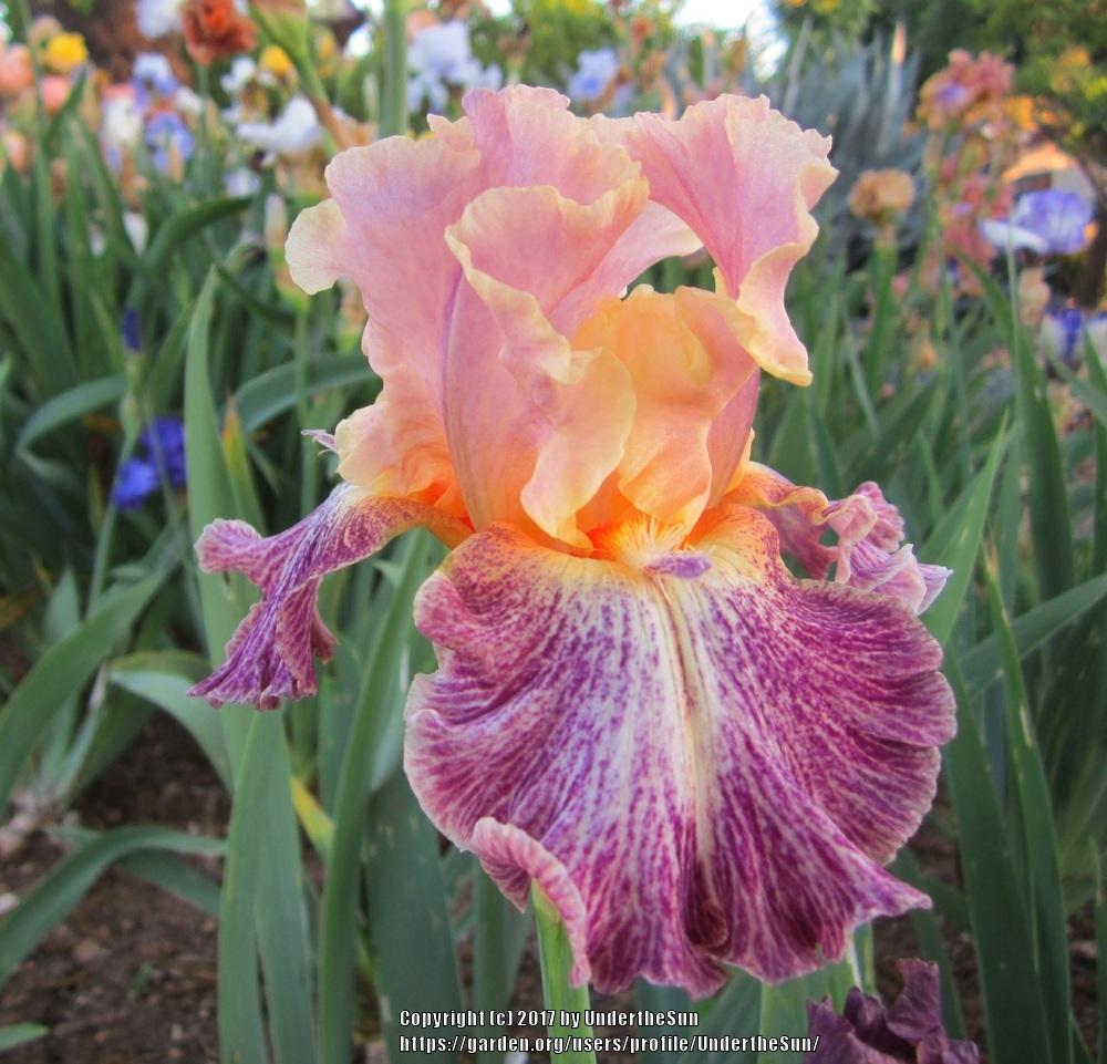 Photo of Tall Bearded Iris (Iris 'Luminager') uploaded by UndertheSun