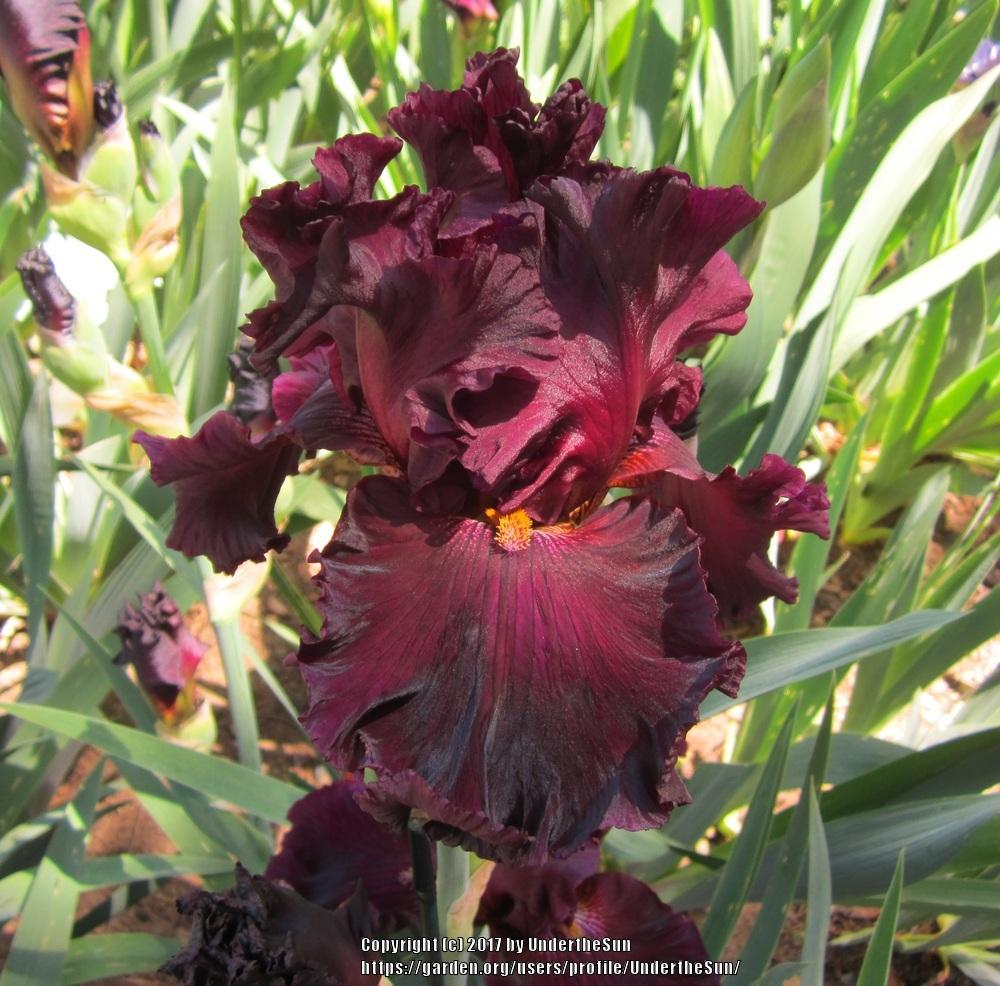 Photo of Tall Bearded Iris (Iris 'Grand Classic') uploaded by UndertheSun