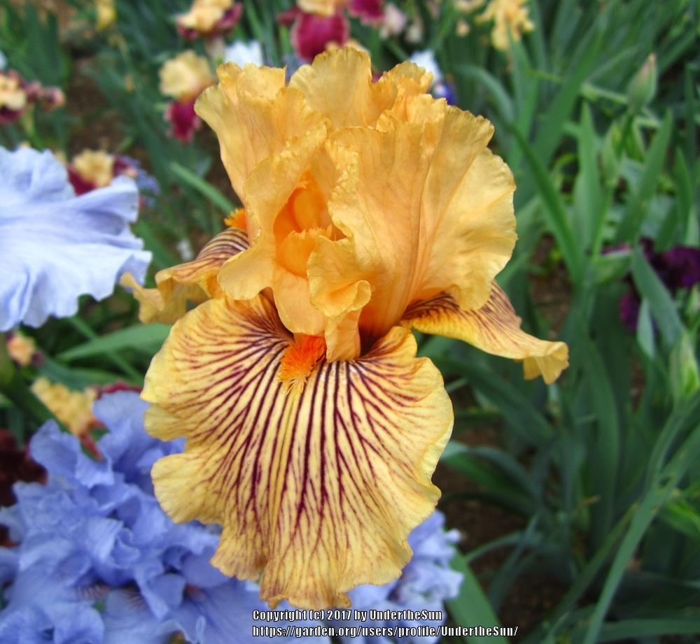 Photo of Tall Bearded Iris (Iris 'Teasing Tiger') uploaded by UndertheSun
