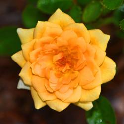 Location: Botanical Gardens of the State of Georgia...Athens, Ga
Date: 2017-10-21
Edith's Darling Rose 001