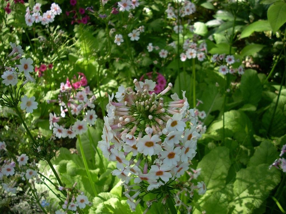 Photo of Japanese Primrose (Primula japonica) uploaded by Bluespiral