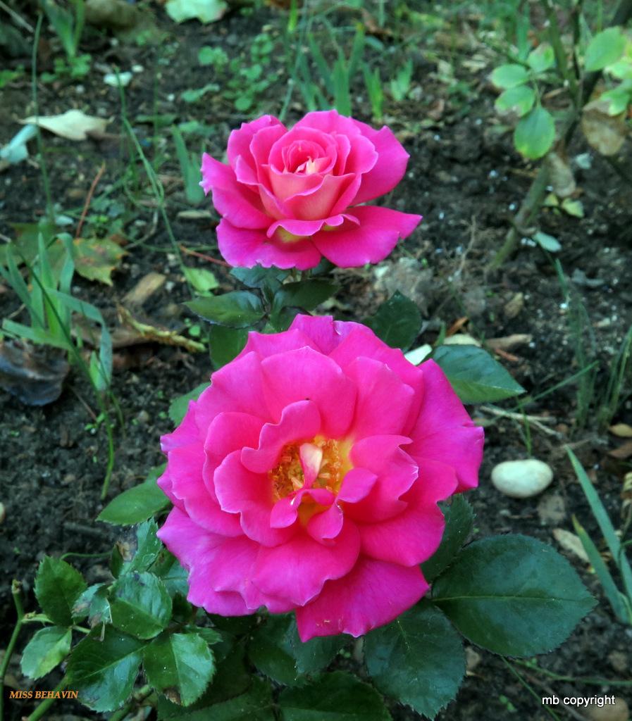 Photo of Rose (Rosa 'Miss Behavin'') uploaded by MargieNY