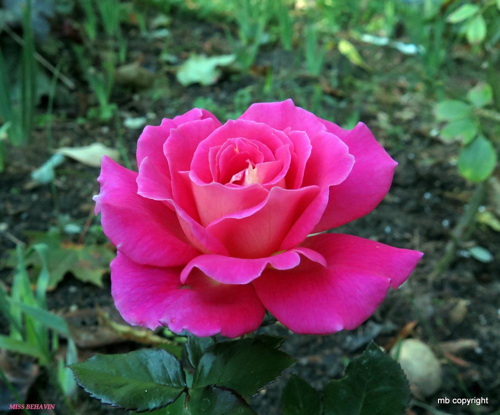 Photo of Rose (Rosa 'Miss Behavin'') uploaded by MargieNY