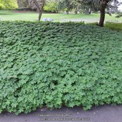 Location: Vancouver, B.C., Canada
Date: 2014-05-02
Used as groundcover under small trees in Arboretum.