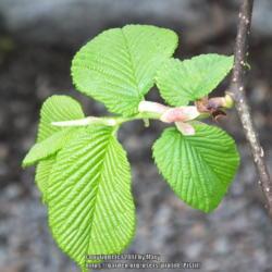 Location: Vancouver, B.C., Canada
Date: 2014-05-02
New leaves in early May